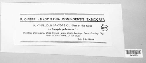 Meliola samydae image